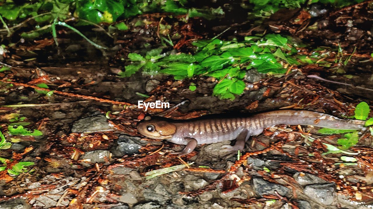 HIGH ANGLE VIEW OF SNAKE ON FIELD