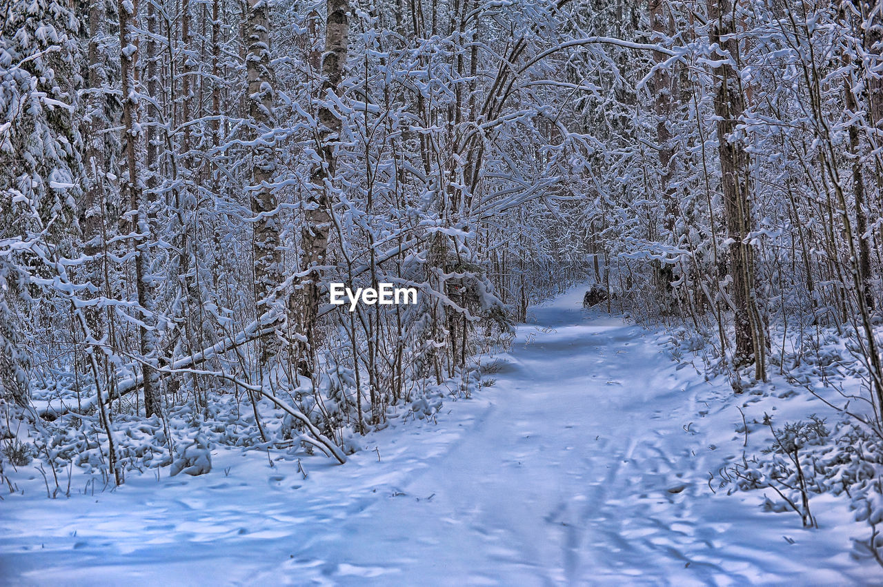 SNOW COVERED LAND IN FOREST