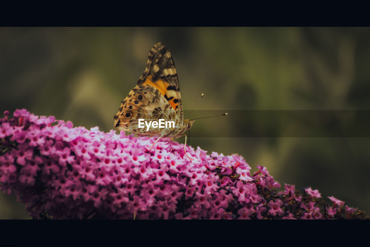 BUTTERFLY POLLINATING ON FLOWER