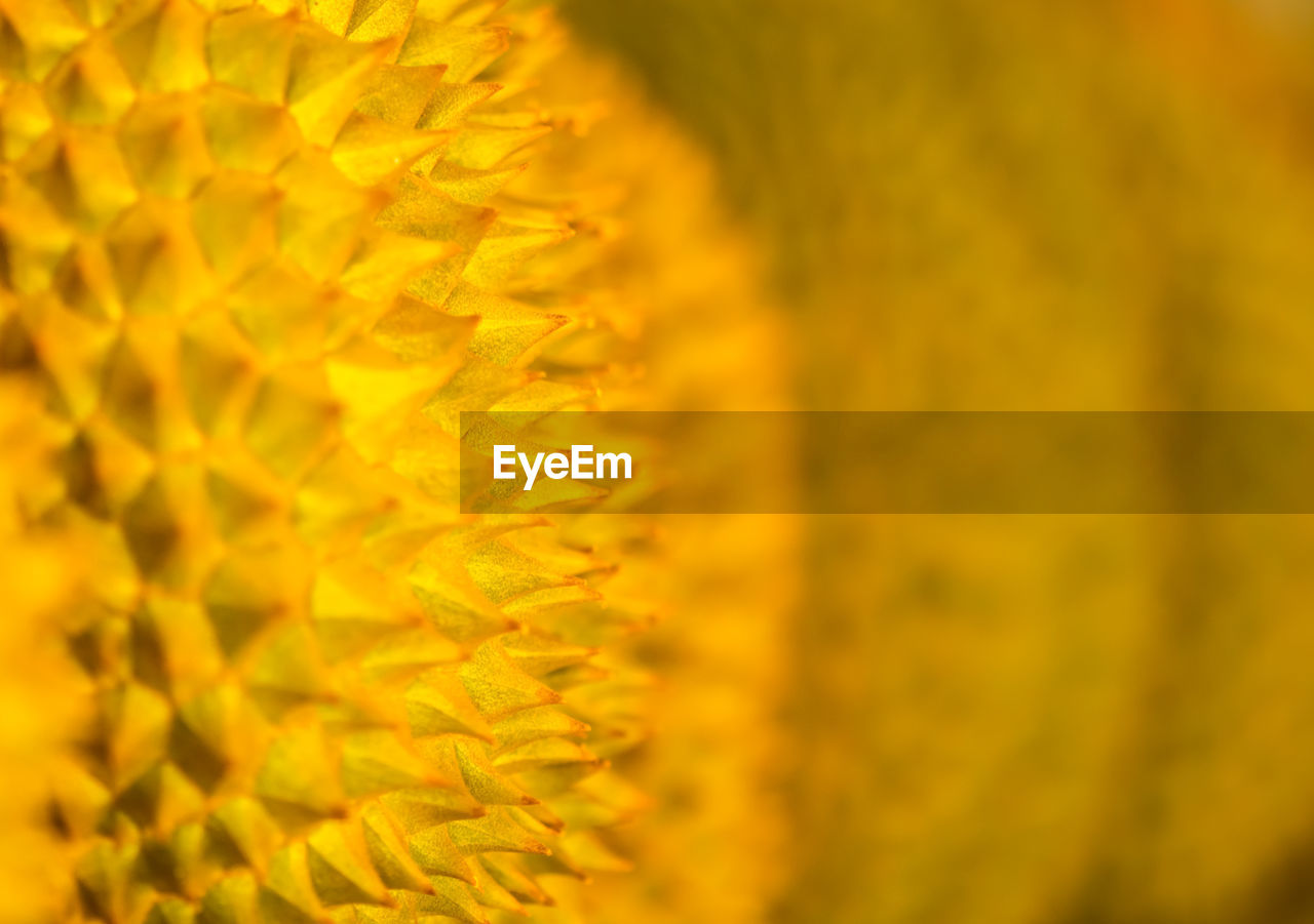 MACRO SHOT OF YELLOW FLOWER AGAINST ORANGE BACKGROUND