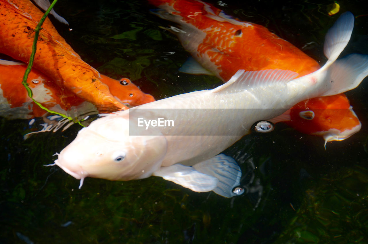 Close-up of fish swimming in water