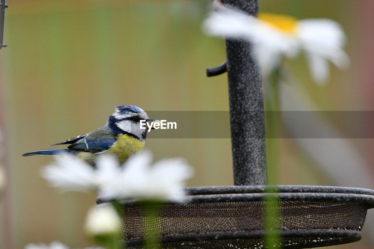 CLOSE-UP OF BIRD PERCHING ON METAL FEEDER