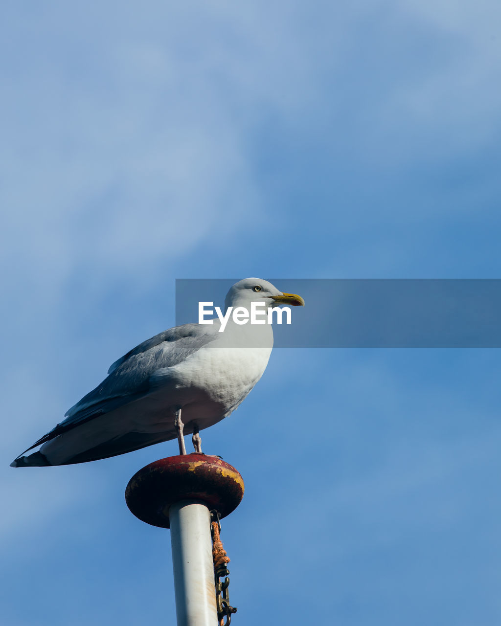 LOW ANGLE VIEW OF SEAGULL PERCHING ON METAL