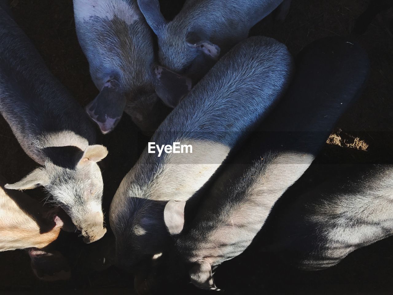 Directly above shot of pigs at farm