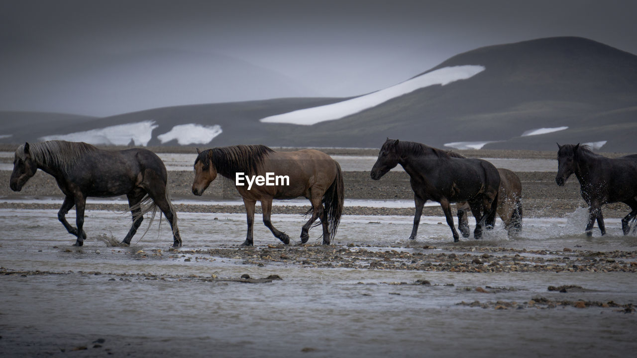 FLOCK OF HORSES IN THE WATER