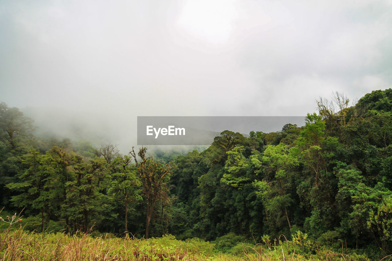 Scenic view of forest against sky