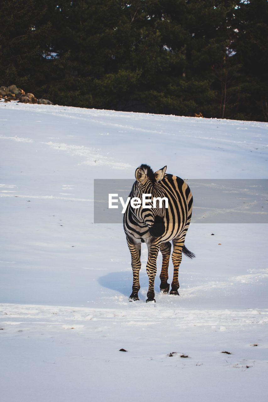 Zebra standing on field