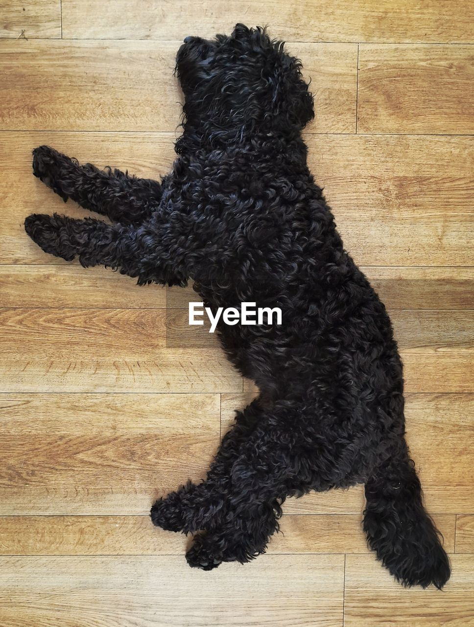 SHADOW OF A DOG LYING ON FLOOR