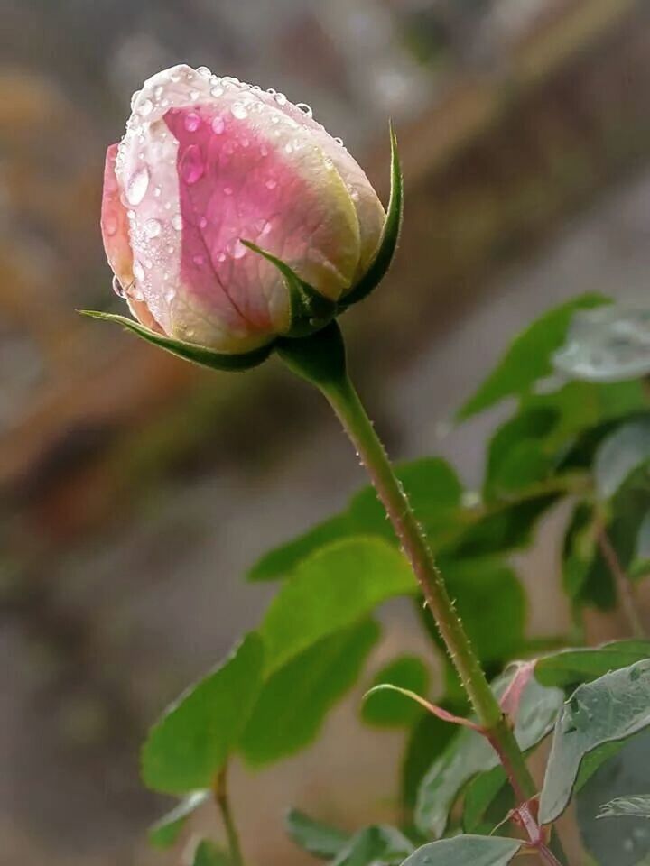 Close-up of raindrops on pink rose bud