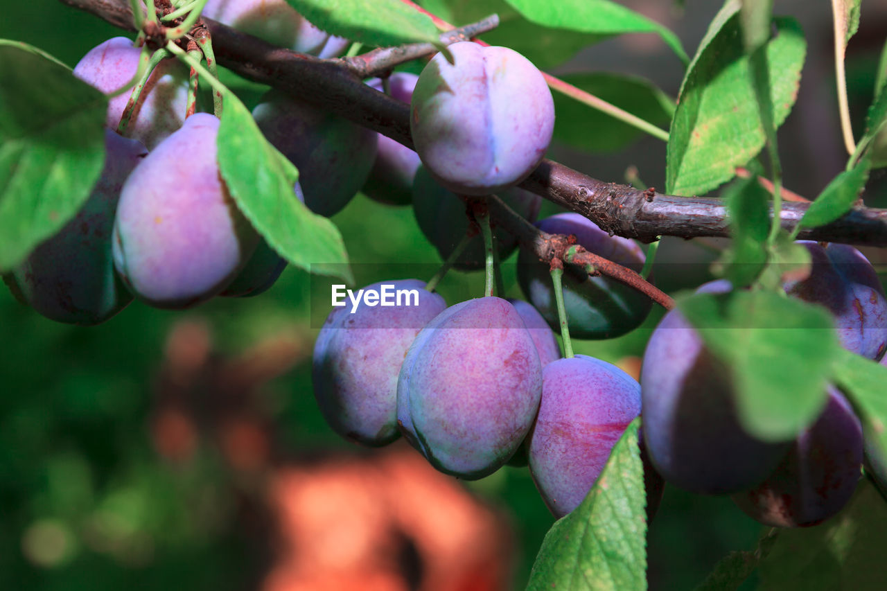 CLOSE-UP OF PURPLE FRUITS GROWING ON TREE