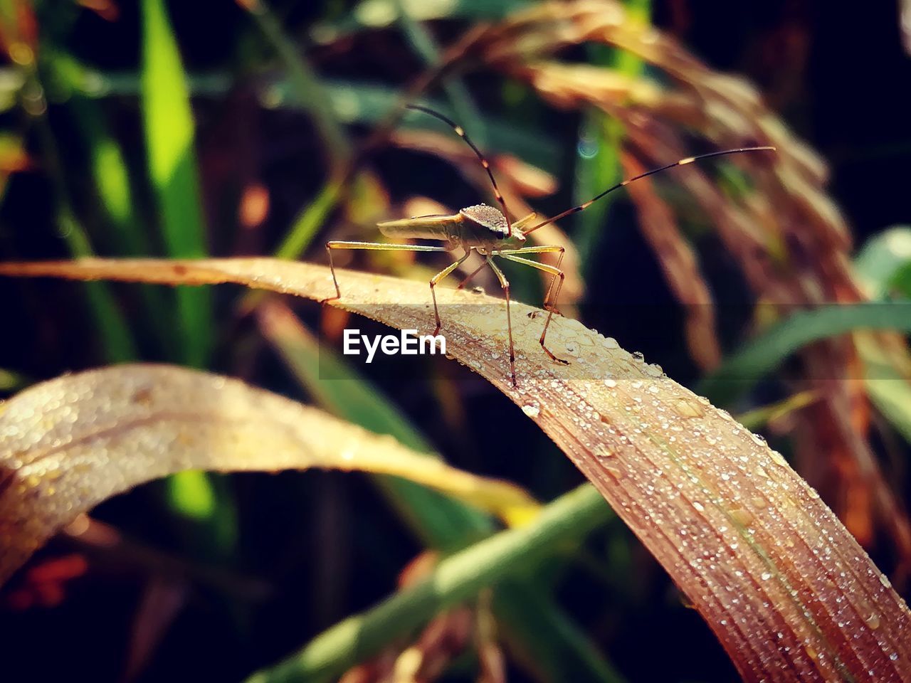 CLOSE-UP OF CATERPILLAR ON PLANT