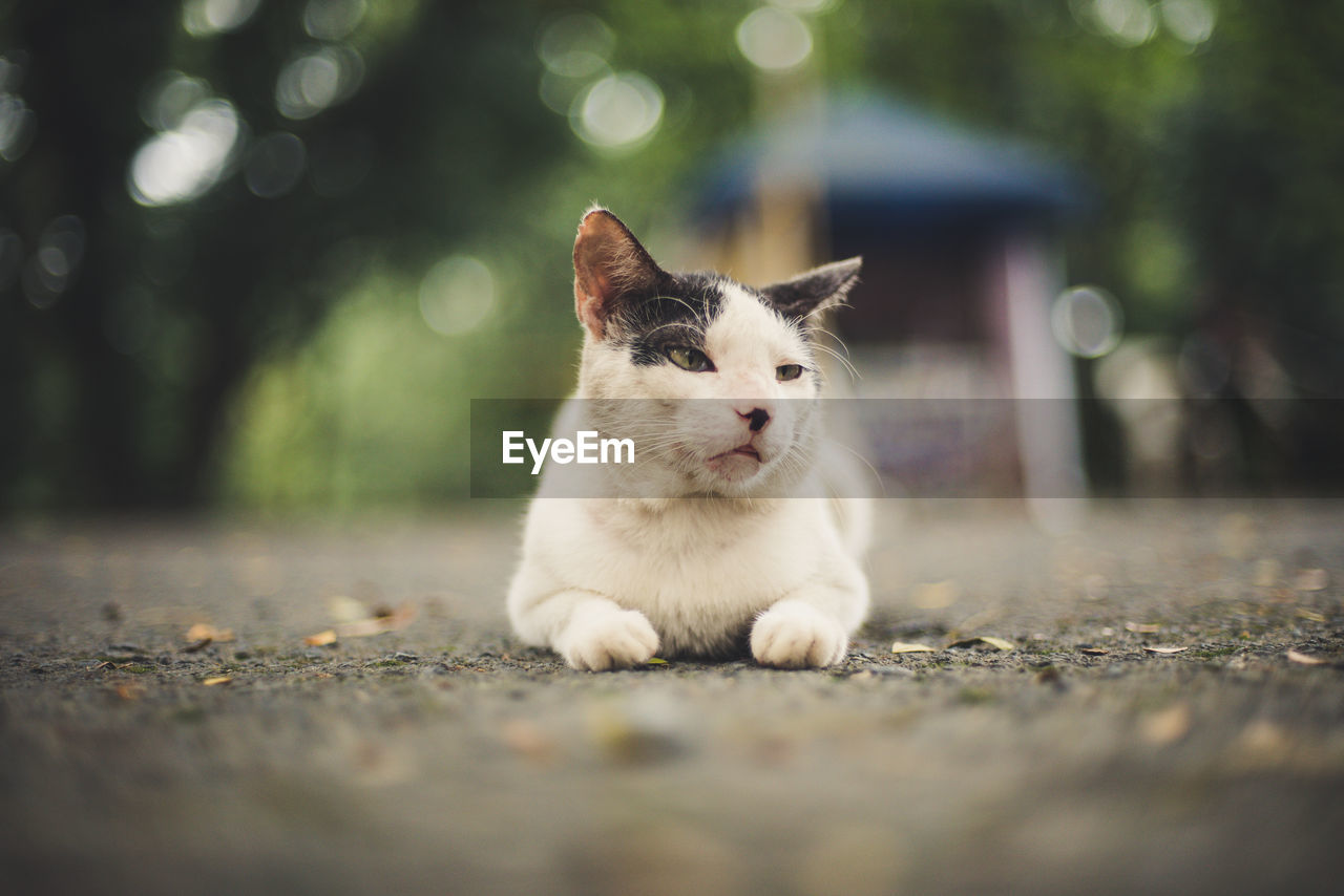 Close-up of cat sitting on street