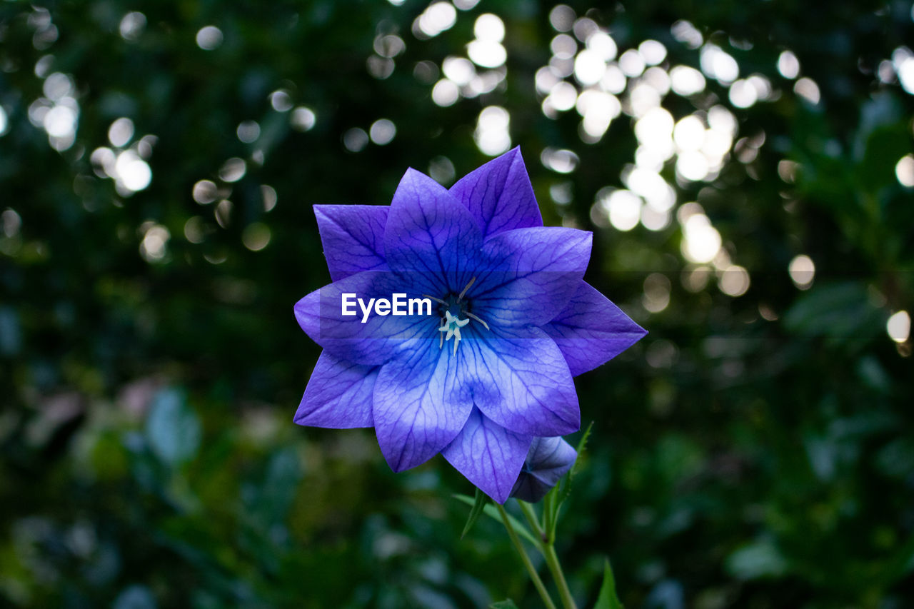 CLOSE-UP OF PURPLE FLOWER