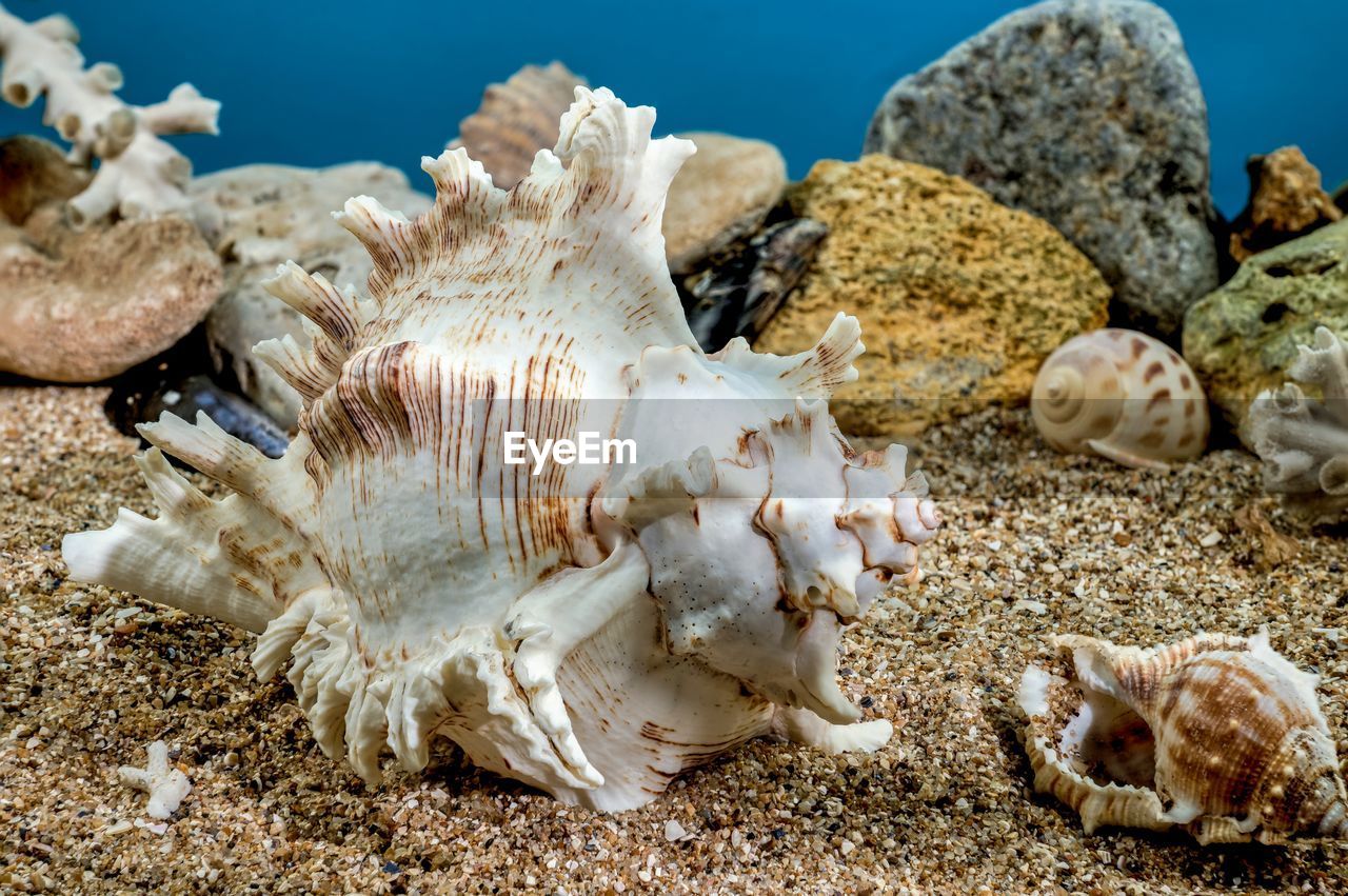 White chicoreus ramosus murex seashell on a sand underwater