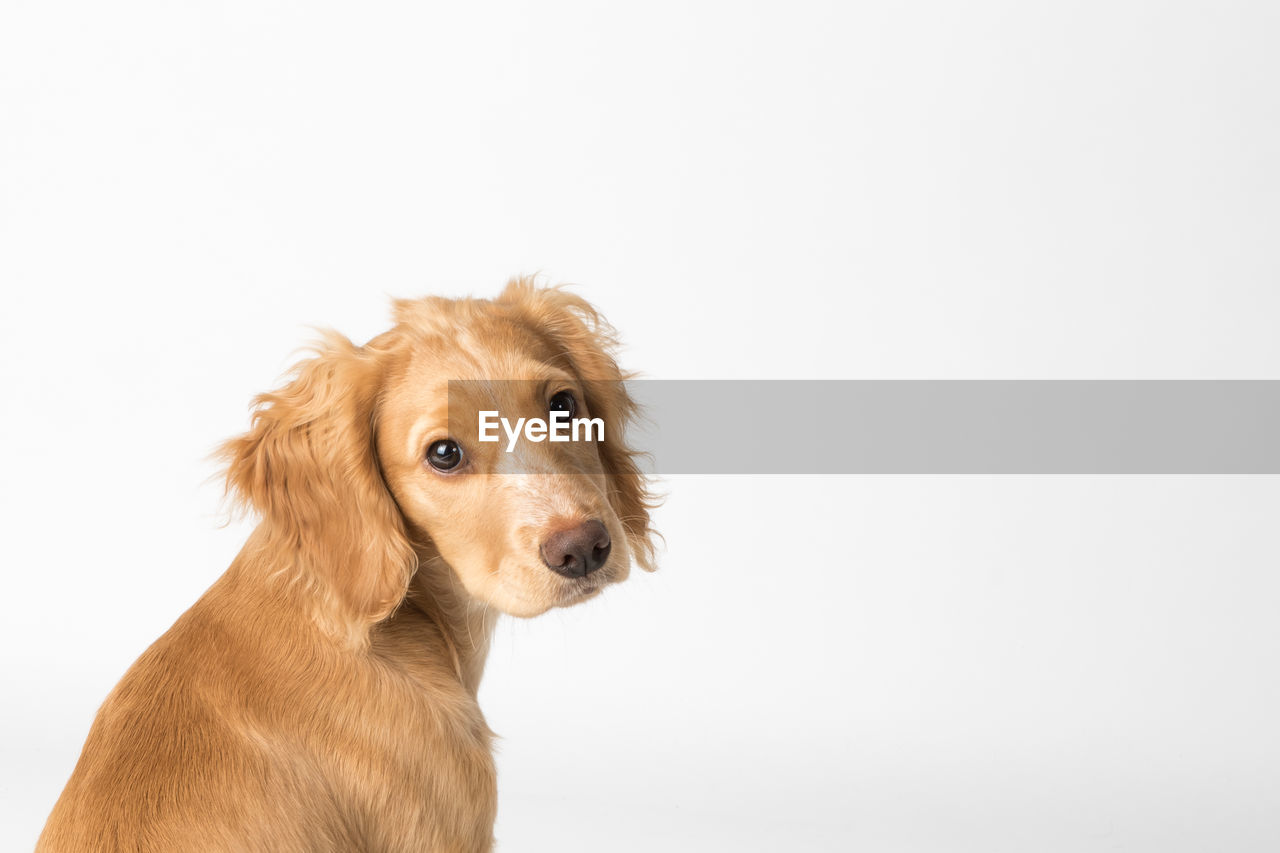 Close-up of dog sitting against white background