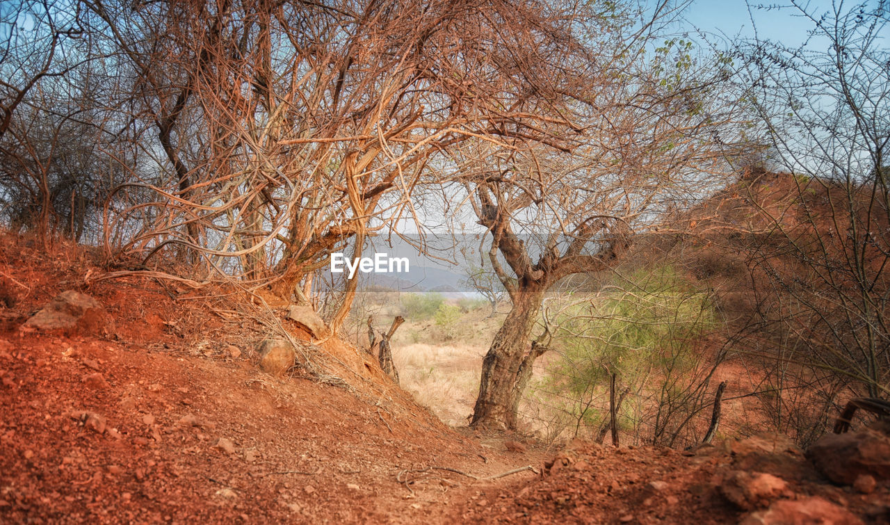 VIEW OF BARE TREES IN FOREST