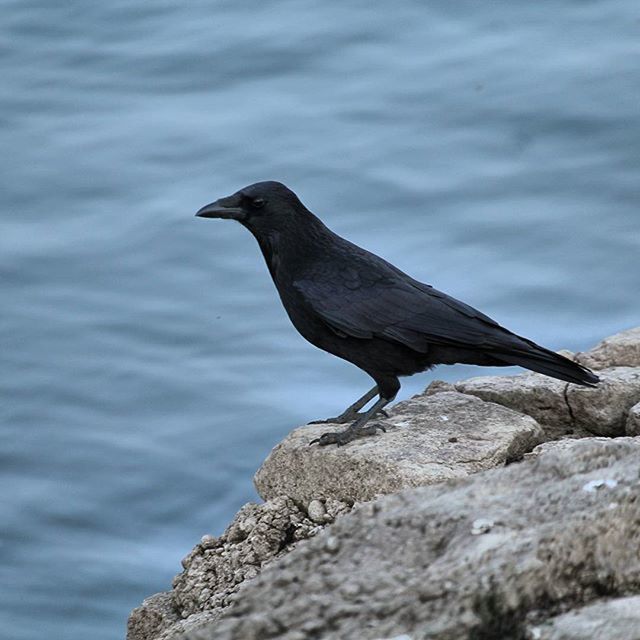 BIRD PERCHING ON WATER