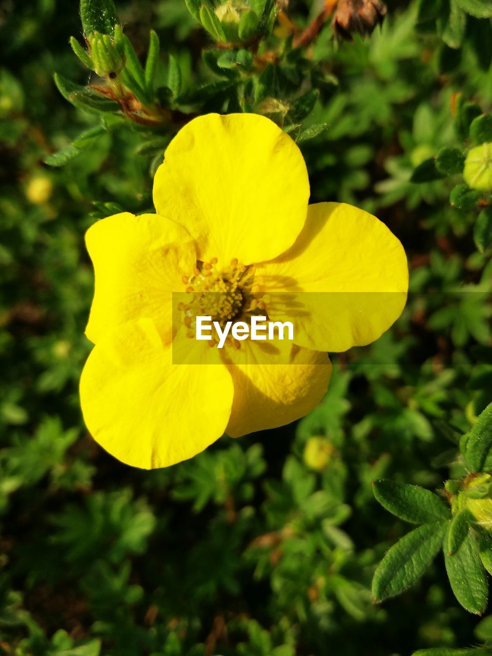 Close-up of yellow flower