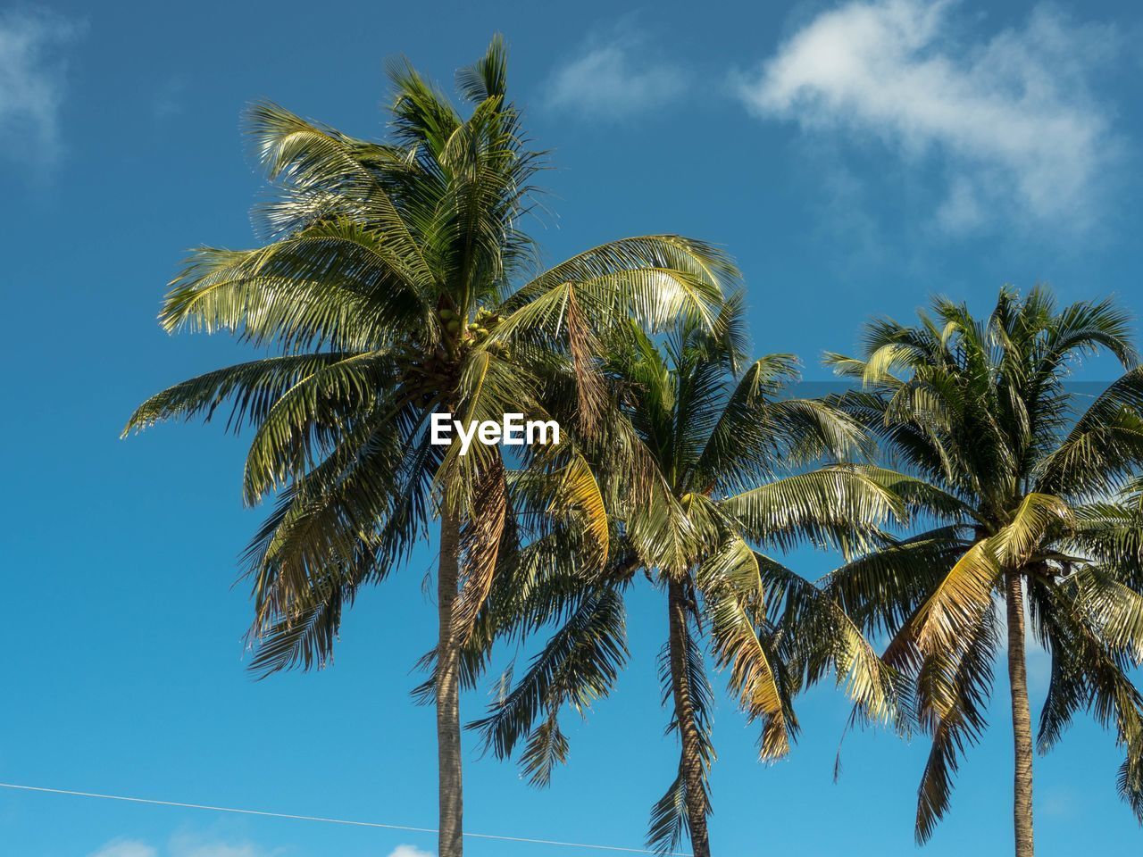 Low angle view of palm trees against blue sky