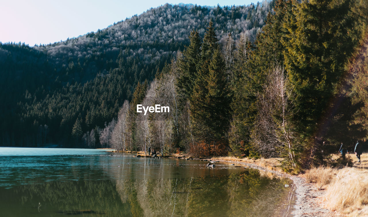 SCENIC VIEW OF LAKE AMIDST TREES IN FOREST