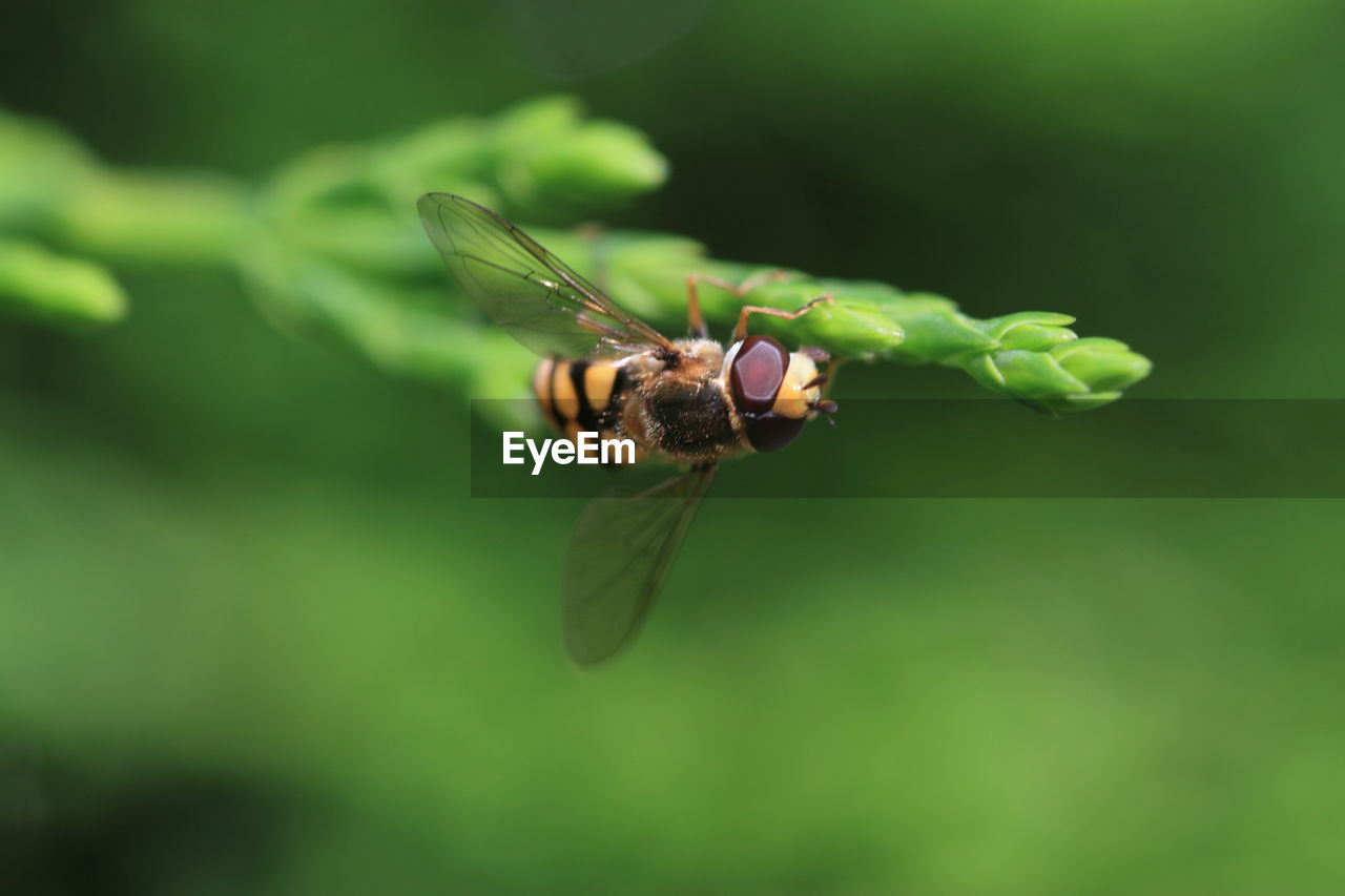 Close-up of honey bee on plant