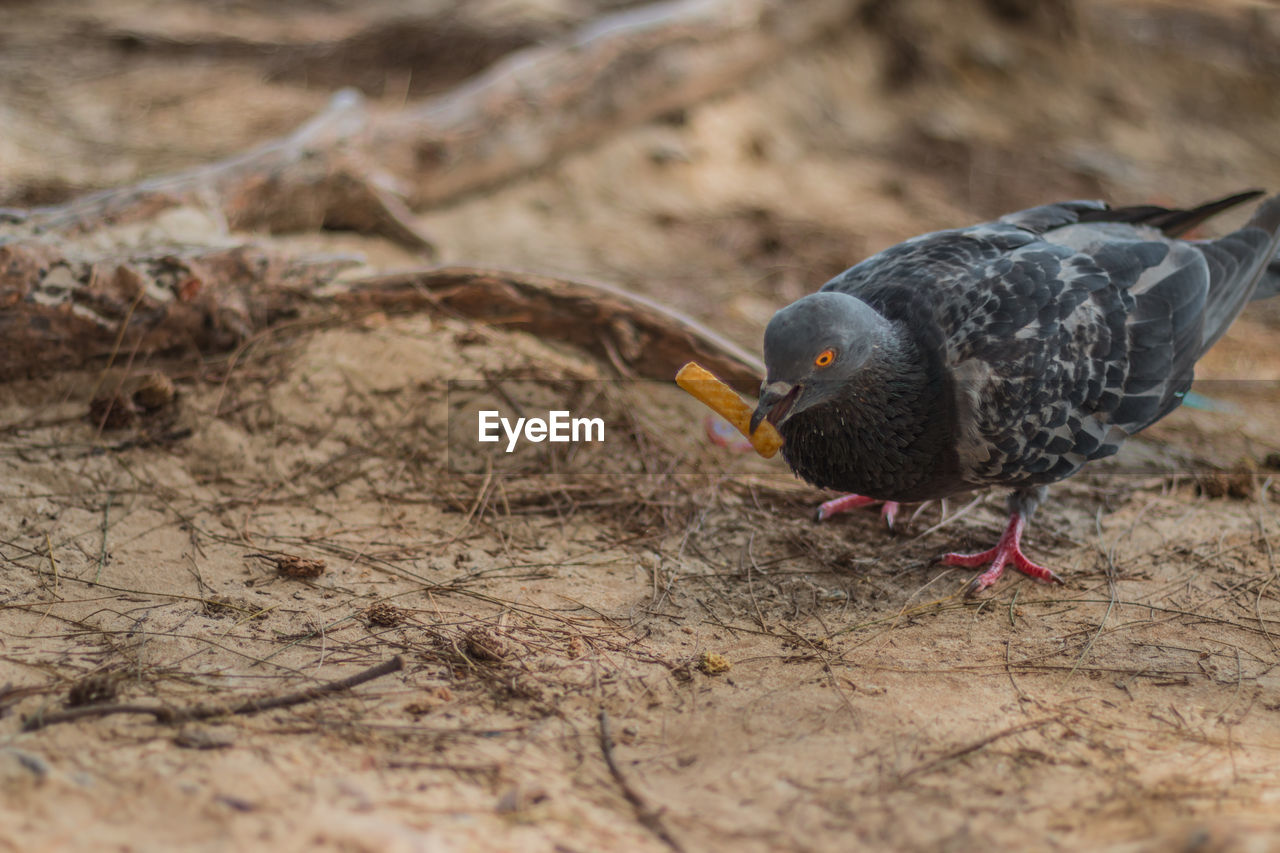 CLOSE-UP OF BIRD PERCHING ON ROCK