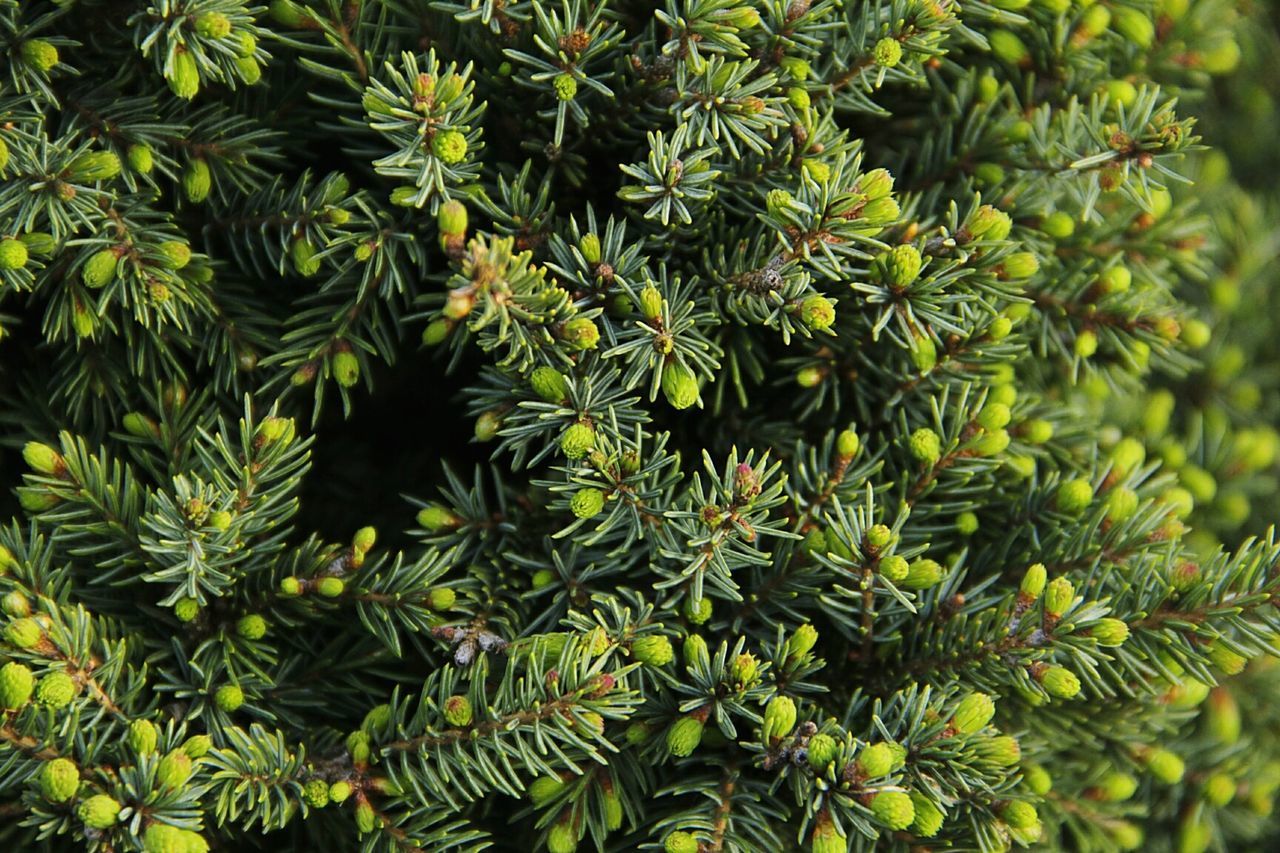 Full frame shot of leaves