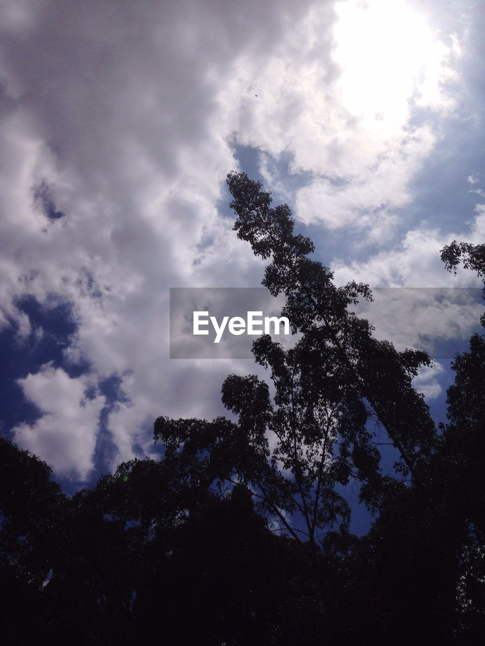 LOW ANGLE VIEW OF TREES AGAINST SKY