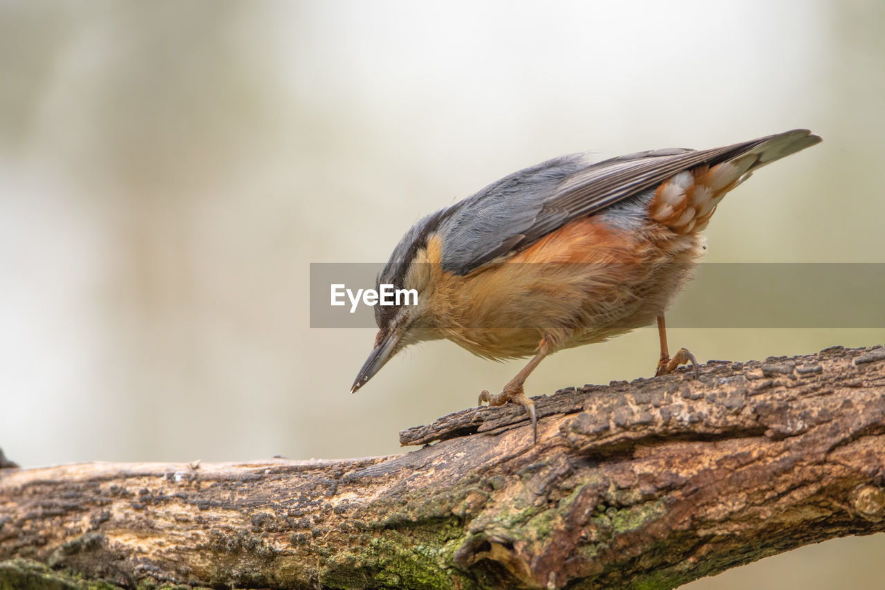 CLOSE-UP OF BIRD PERCHING ON WOOD AGAINST TREE