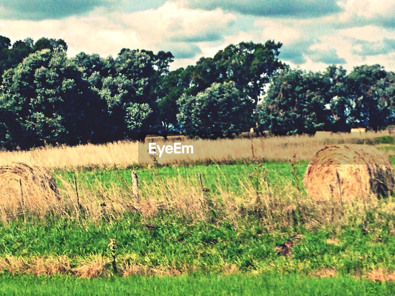 TREES ON GRASSY FIELD AGAINST CLOUDY SKY