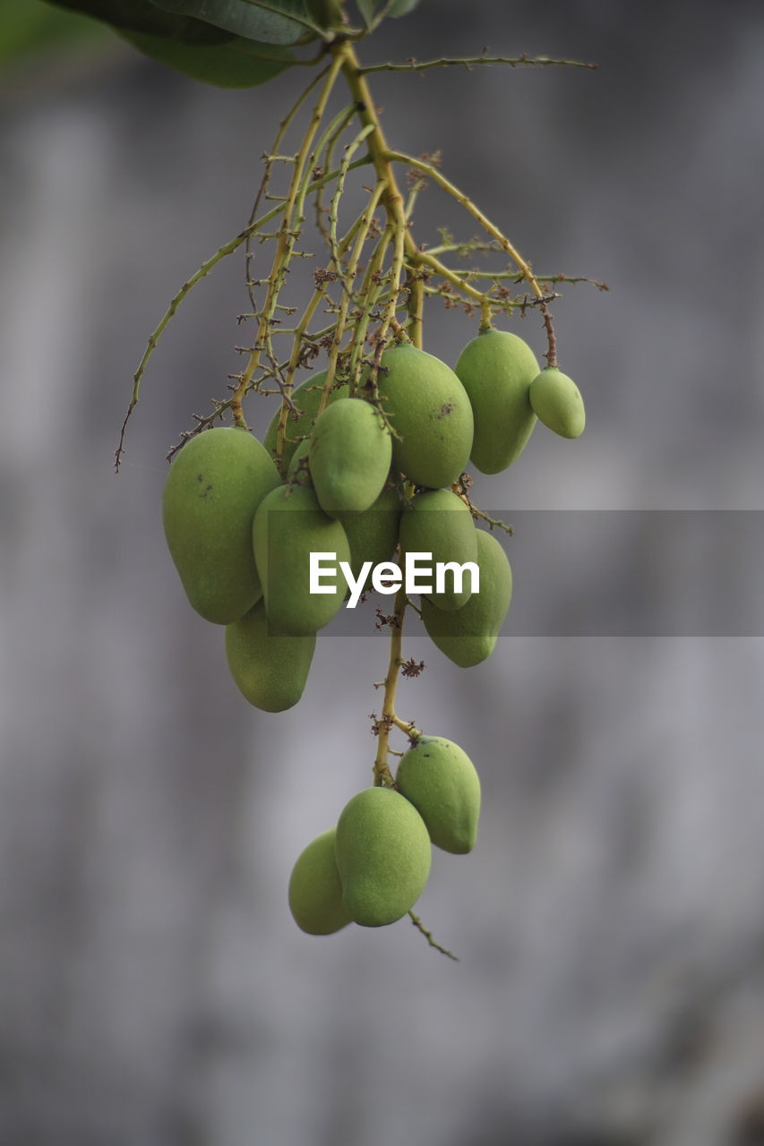 Close-up of mangos growing on tree