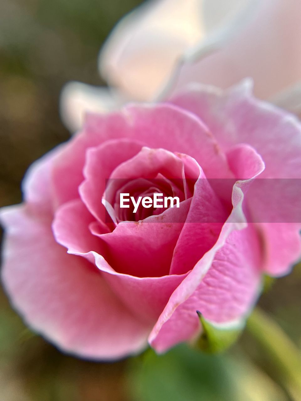 CLOSE-UP OF PINK ROSE PLANT