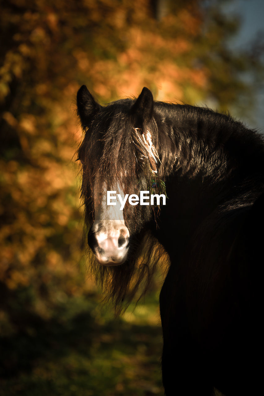 CLOSE UP OF A HORSE