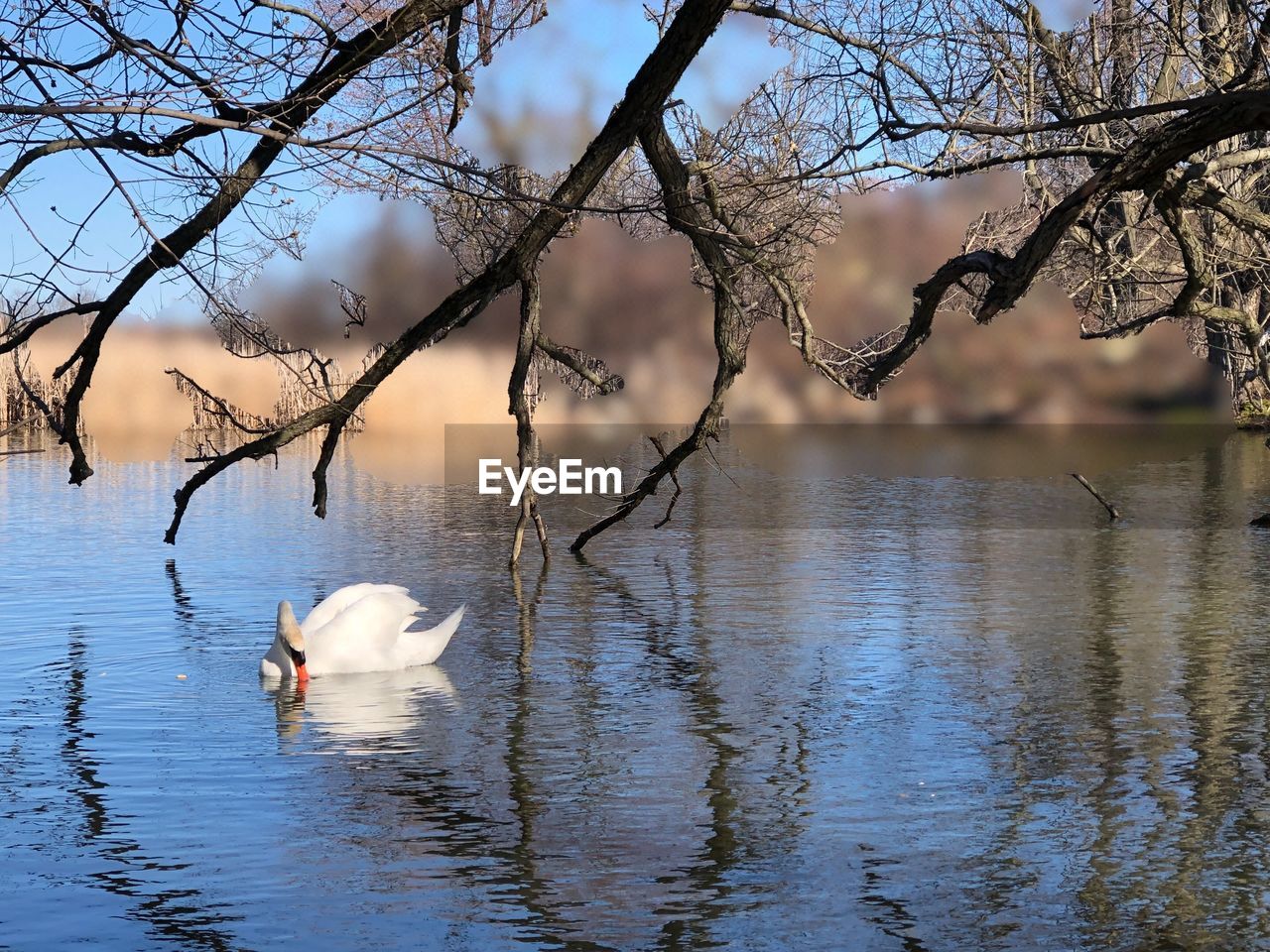 Swans swimming in lake