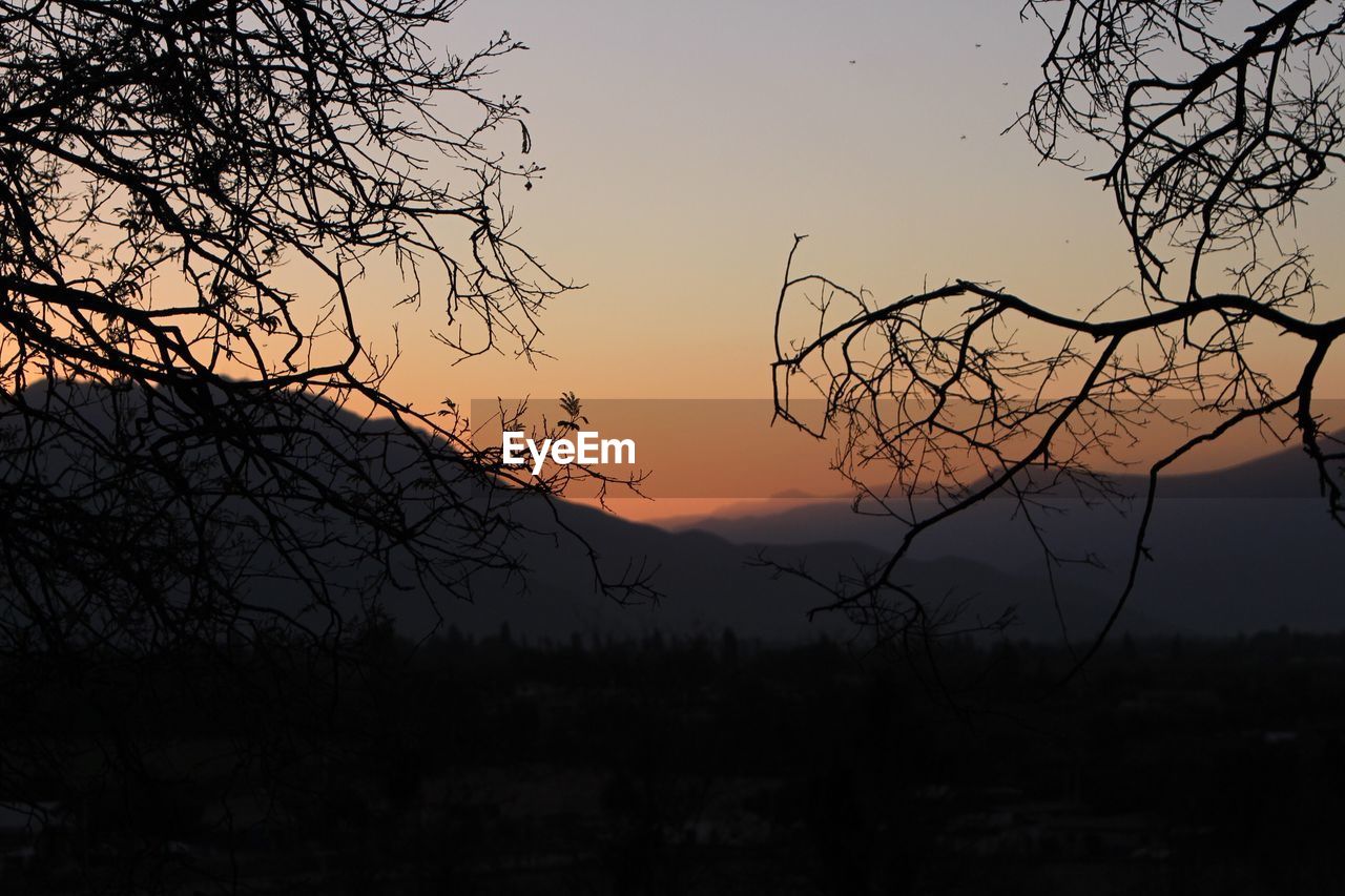 SILHOUETTE BARE TREE AGAINST ORANGE SKY