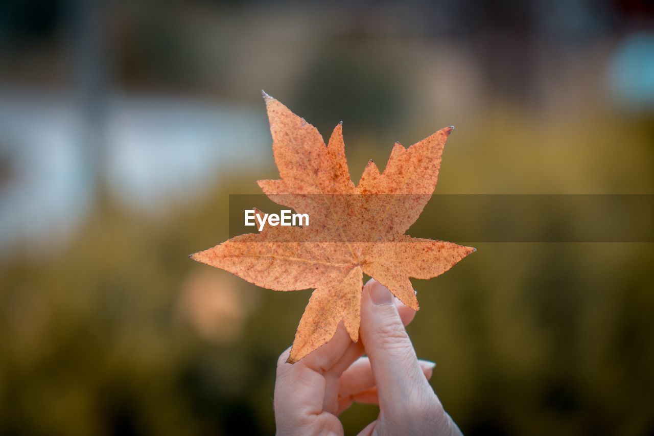 Close-up of hand holding maple leaf during autumn