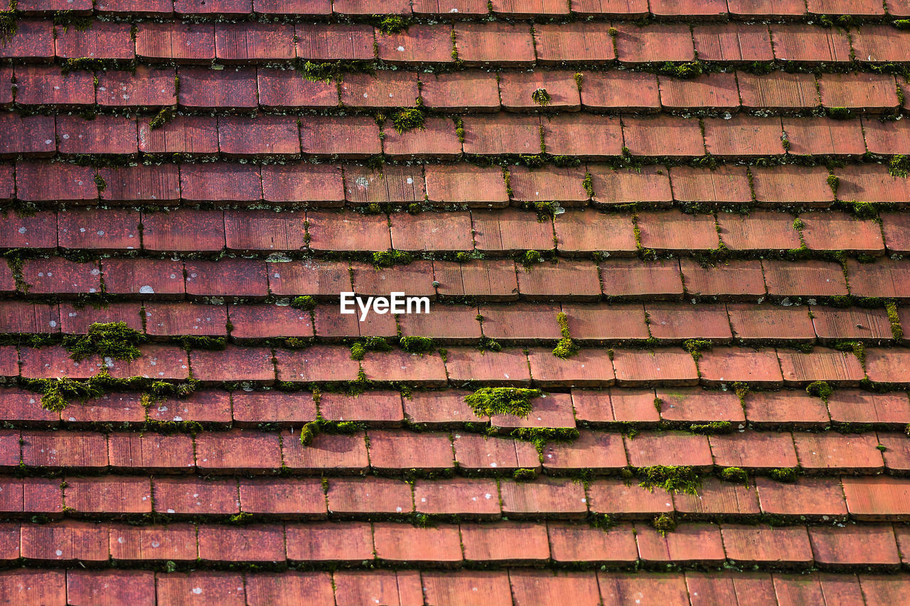 Moss growing on brick wall