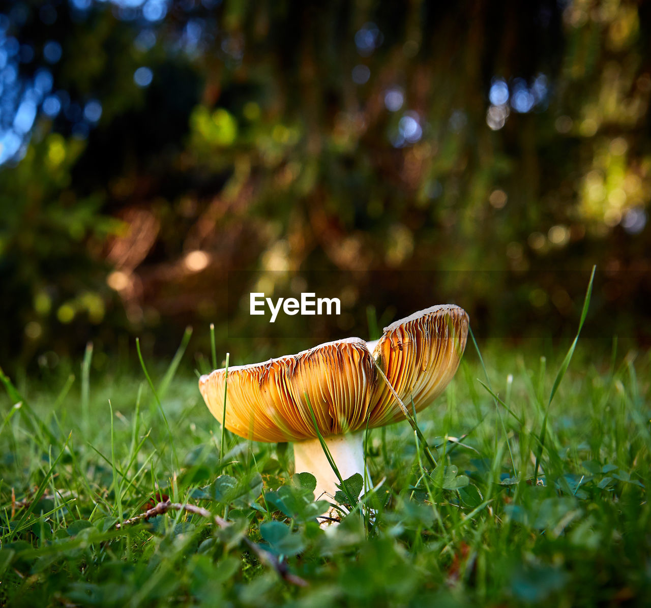 Close-up of mushroom on grass