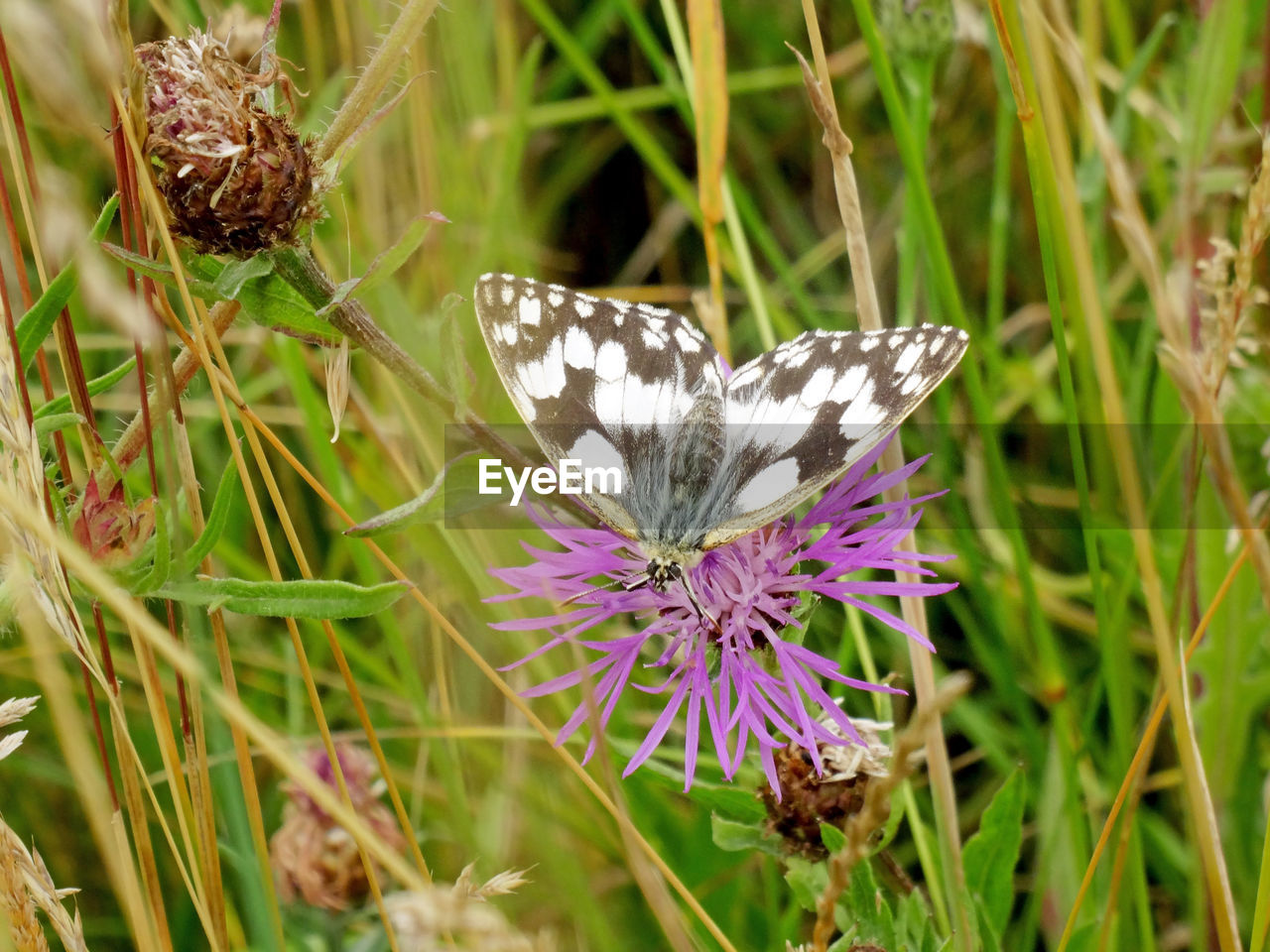 Butterfly patterns