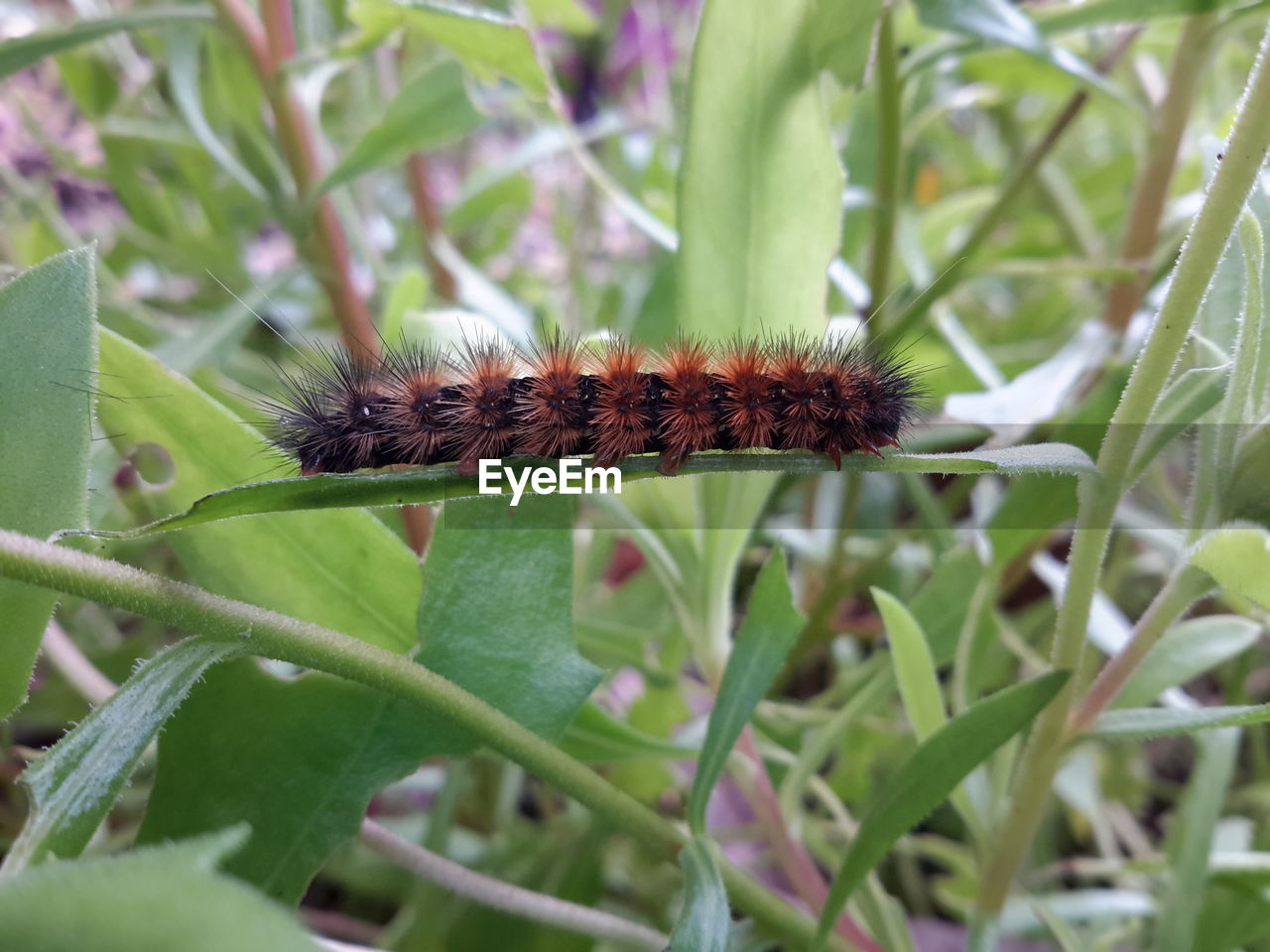 Close-up of insect on plant