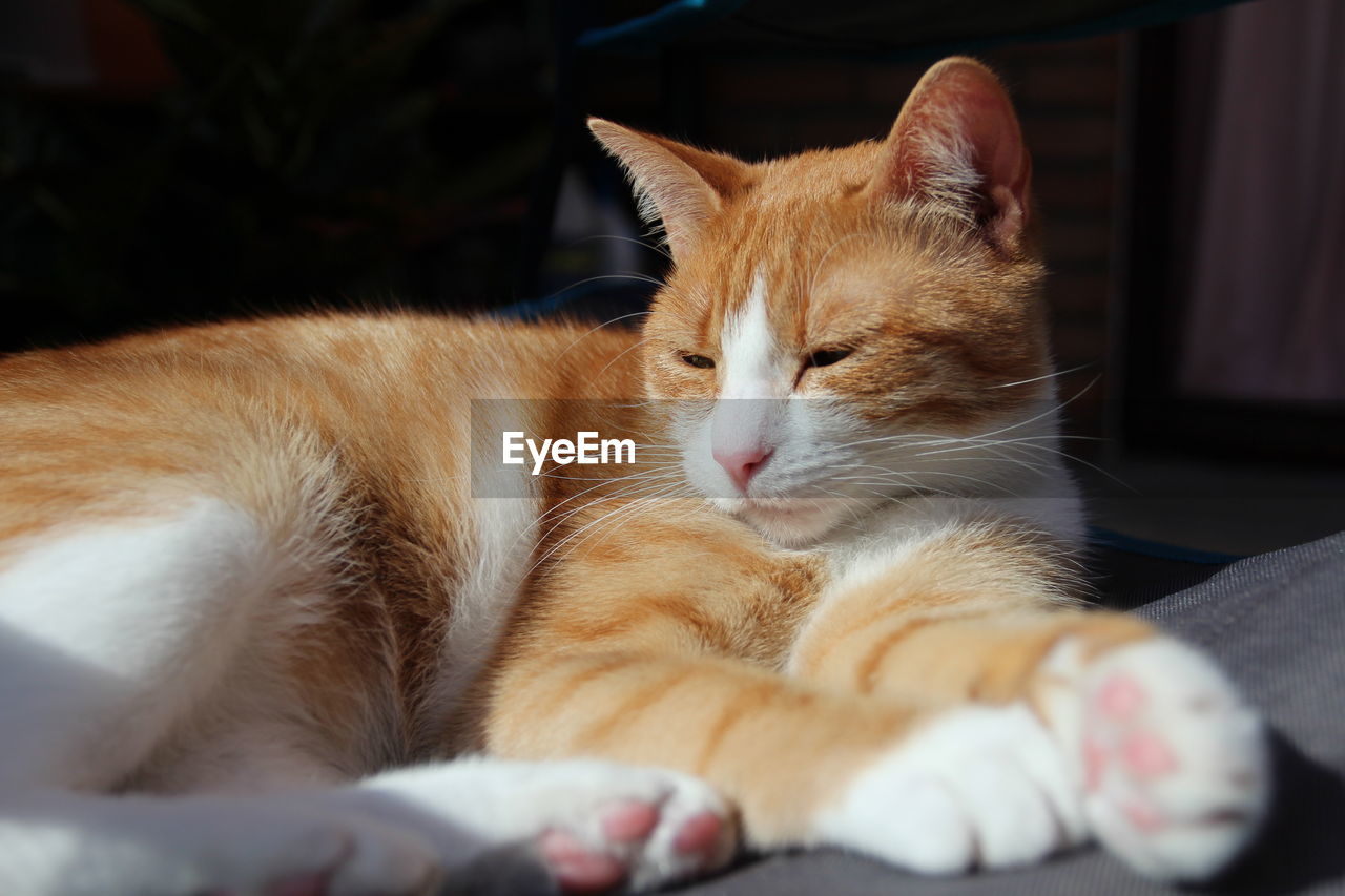 pet, animal, animal themes, cat, mammal, domestic animals, domestic cat, feline, one animal, whiskers, relaxation, nose, small to medium-sized cats, felidae, lying down, no people, skin, resting, indoors, sleeping, close-up, kitten, eyes closed, tired, furniture, portrait, animal body part