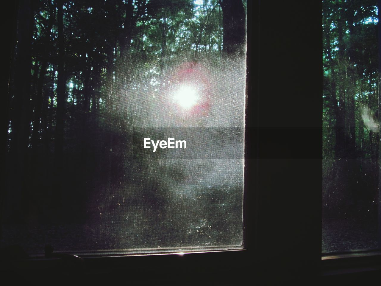 Sunlight between trees seen through glass window