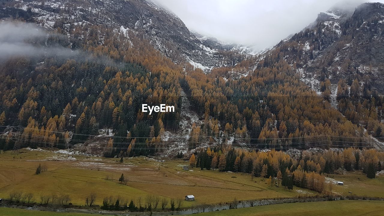 Scenic view of forest against sky