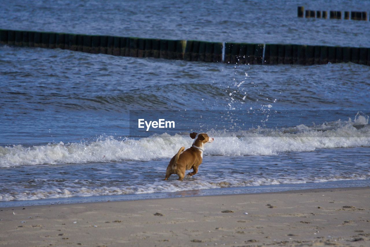 DOG RUNNING IN THE SEA