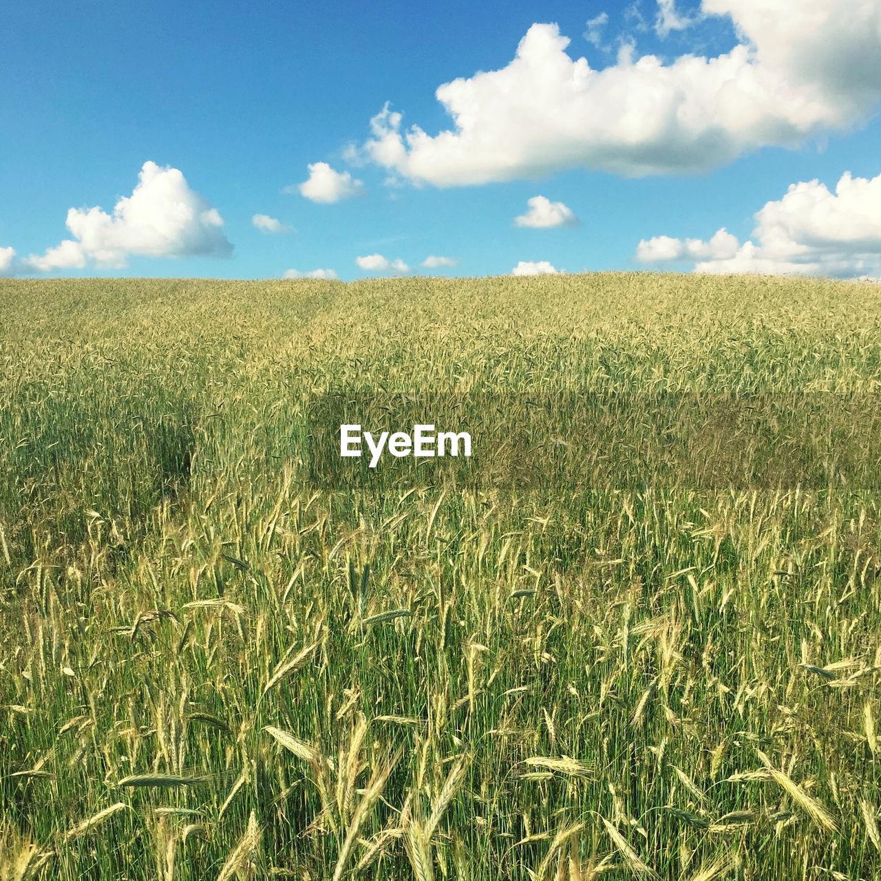 Scenic view of wheat field against sky