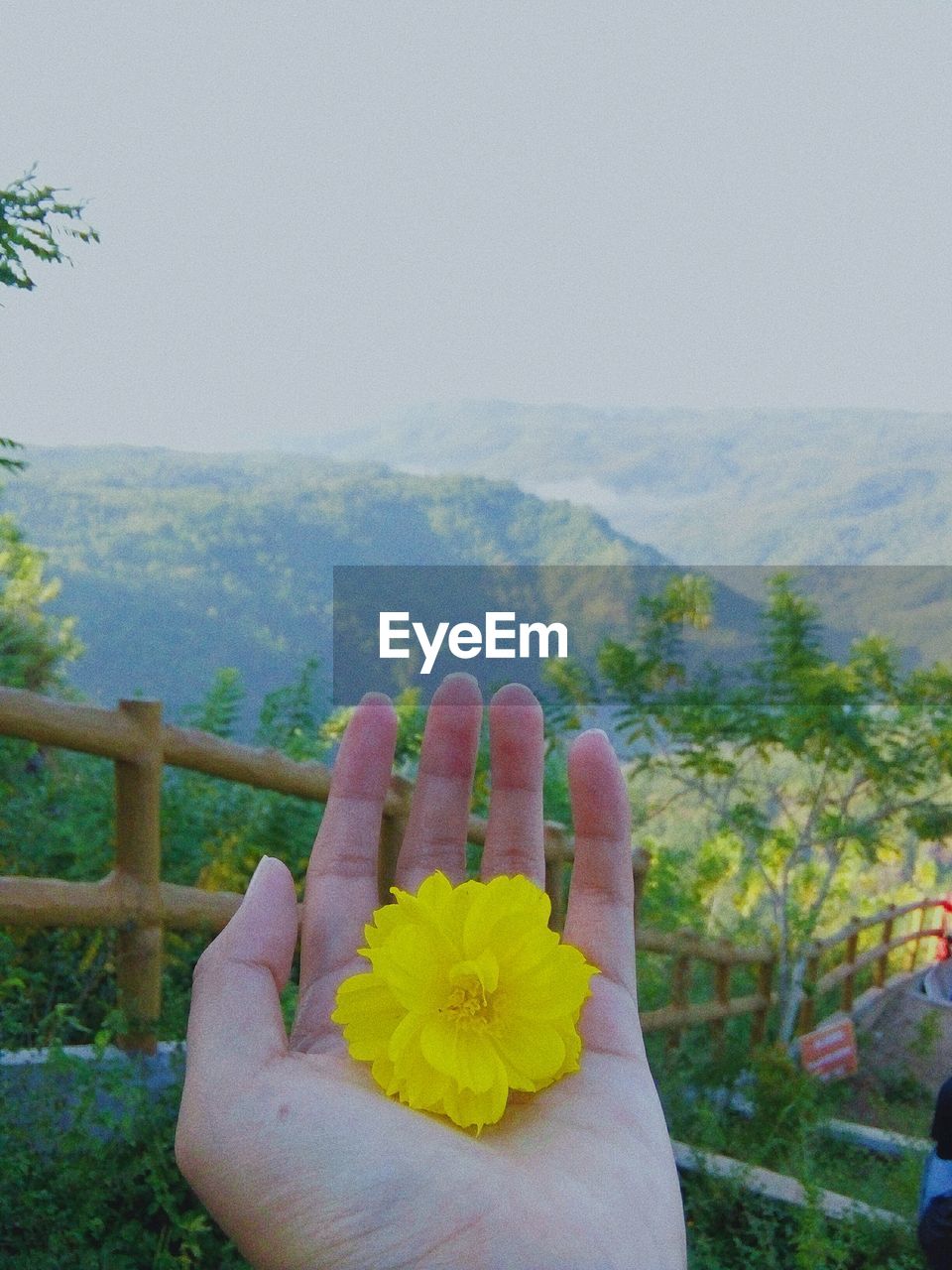 CLOSE-UP OF HAND HOLDING YELLOW FLOWER AGAINST SKY