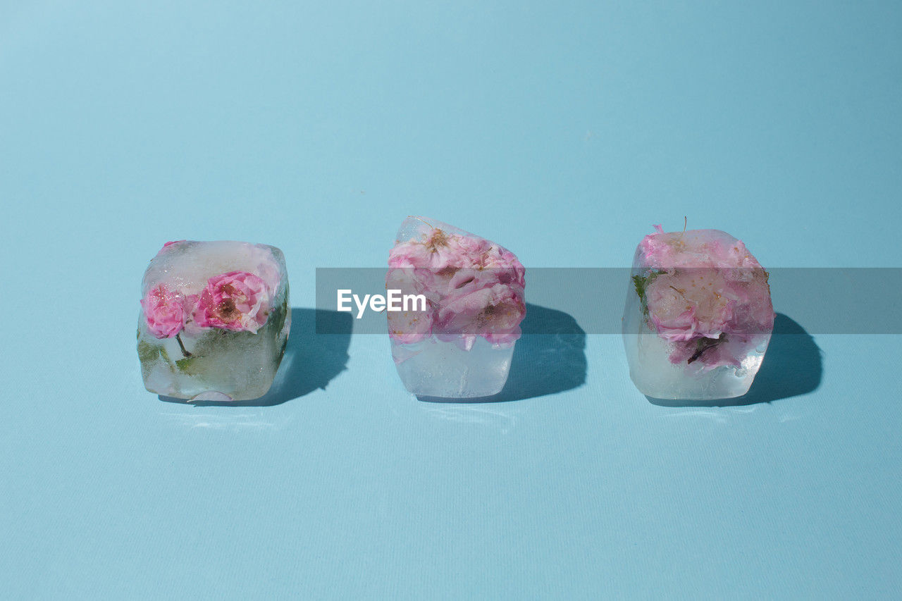 Beautiful pink flowers in four ice cubes on pastel blue background. sunny day concept. low angle