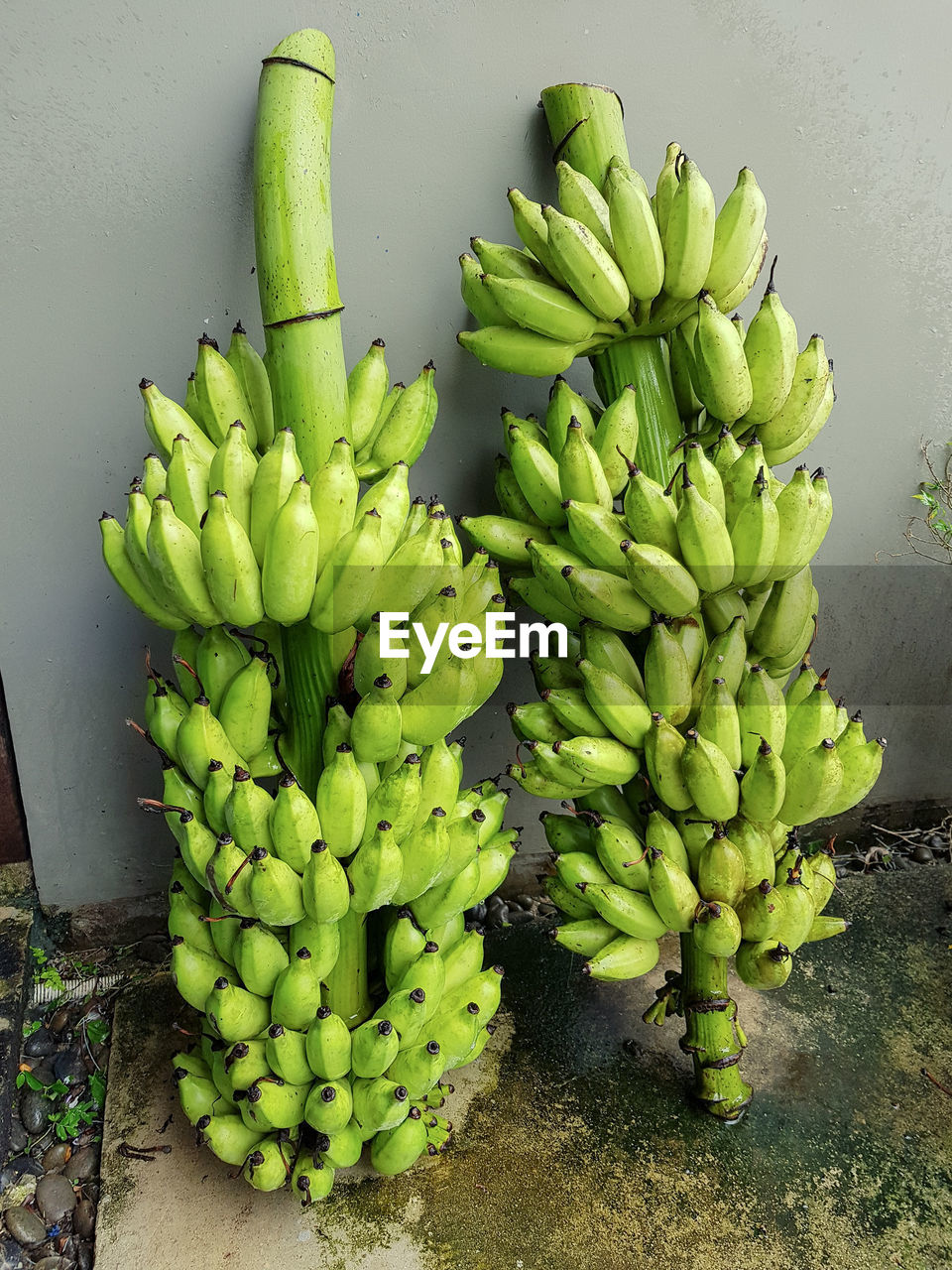HIGH ANGLE VIEW OF FRUITS FOR SALE AT MARKET