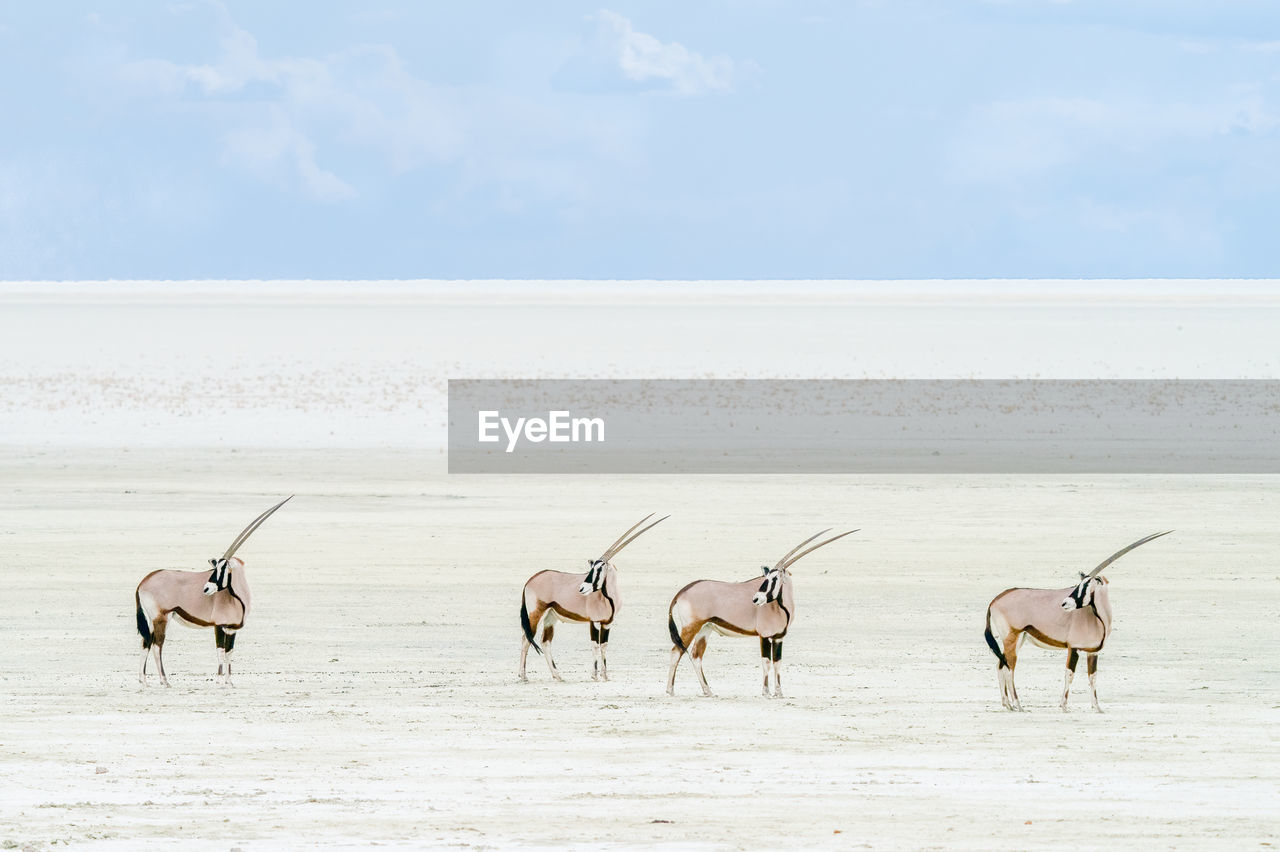 Four oryx's with their heads turned looking back at the herd