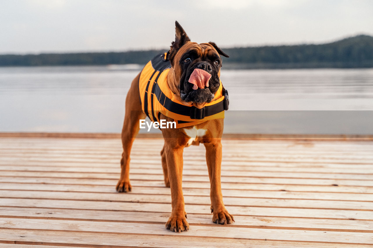 A dog in a life jacket on the pier